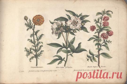 The florist, or, An extensive and curious collection of flowers, for the imitation of young ladies, either in drawing or in needle?workby A. Heckle. : Heckel, Augustin, : Free Download, Borrow, and Streaming : Internet Archive