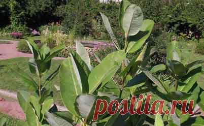 Ваточник сирийский - садовый фикус