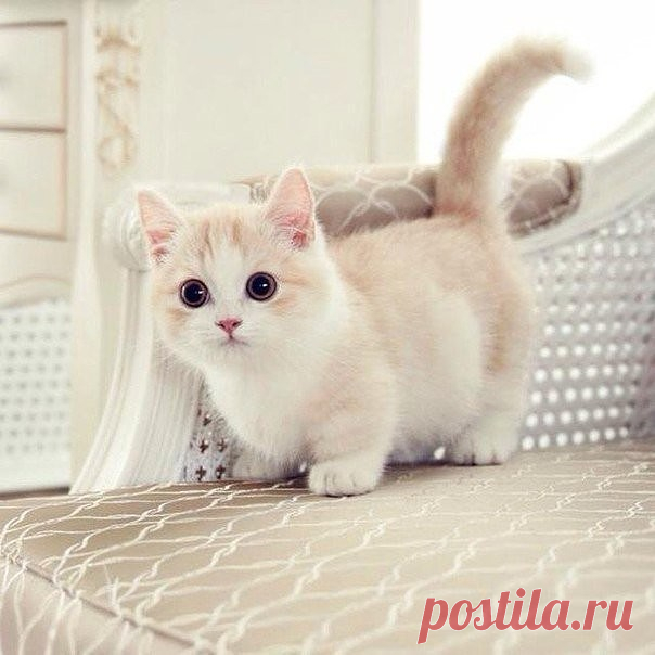 Белый пушистый Мурлыка!
#кошки #АленаСветлова