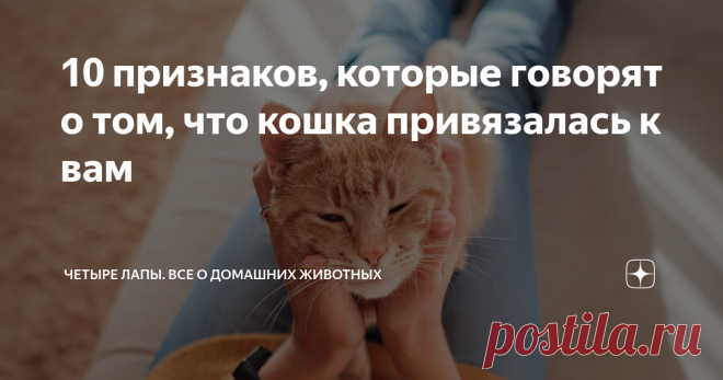 10 признаков, которые говорят о том, что кошка привязалась к вам  Мы привыкли считать, что кошки - это независимые создания, которые весьма ценят свою свободу.