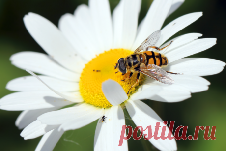 «Слон и моська...» ( Дикая пчела (Anthophila) и муха (Muscidae) )