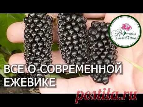 Такая ягода должна быть в каждом саду