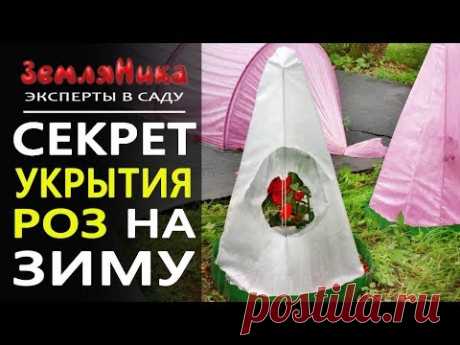 NEW! Секрет укрытия роз на зиму.