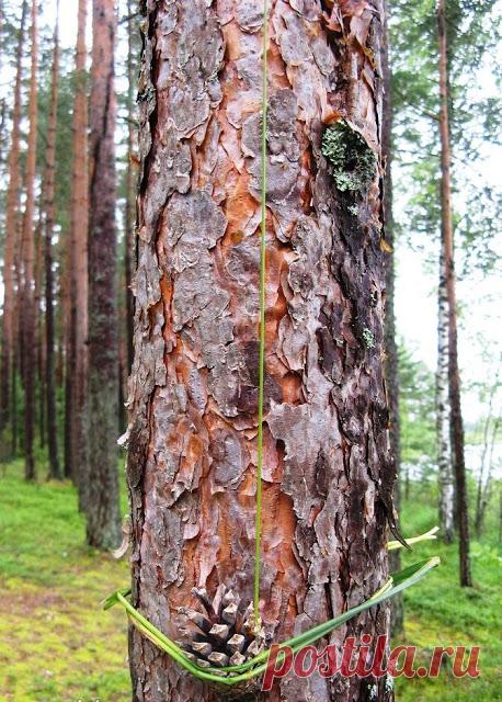 БАРОМЕТР ИЗ СОСНОВОЙ ШИШКИ 

Как мы знаем, барометр является прибором для измерения атмосферного давления. А погодные условия находятся в тесной зависимости от атмосферного давления. И наоборот, по изменению погодных условий мо…