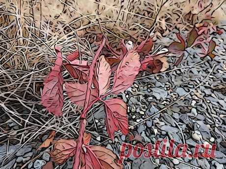 Фото и рисунки, арт и креативная реклама