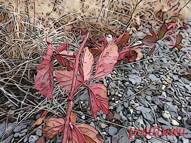 Фото и рисунки, арт и креативная реклама