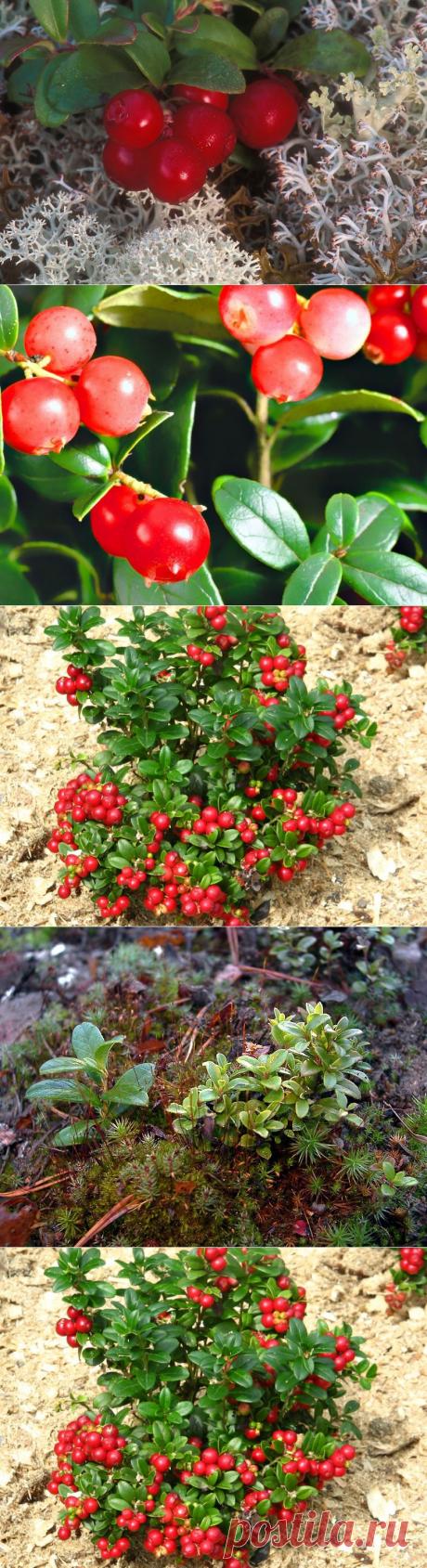 Брусника, или &quot;виноградная лоза с горы Ида&quot;. Сохраните любой пост с сайта 7dach.ru в Постиле и выиграйте призы от интернет-магазина Клуб Красоты. Чем больше постов - тем выше шансы. Розыгрыш состоится в понедельник, 30 января. В акции участвуют все посты, которые содержат этот текст или фото призов!