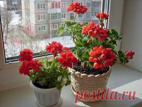 (47) Одноклассники