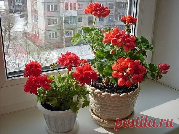 (47) Одноклассники