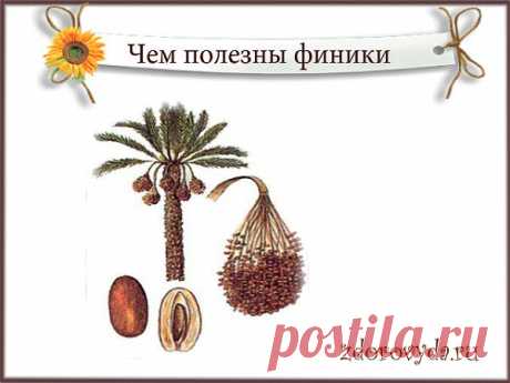 полезны ли финики | Блог о красоте и здоровье