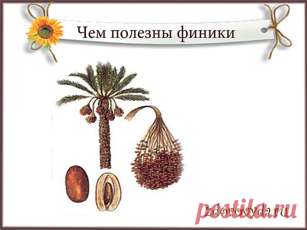 полезны ли финики | Блог о красоте и здоровье