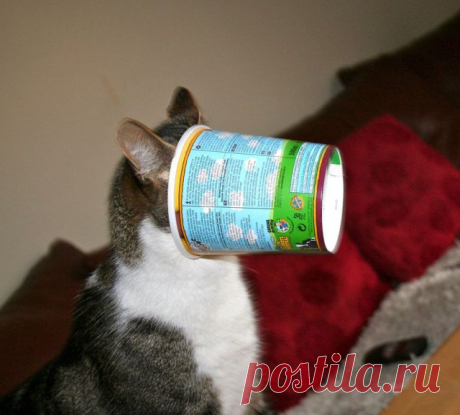 These Funny Animals (36 pics) - Izismile.com