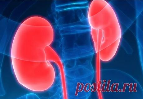 Бразильские ученые объяснили, почему коронавирус может вызвать заболевания почек | Блог Сергея Горбунова | Пульс Mail.ru Бразильские ученые из Федерального университета Сан-Паулу обнаружили, что потеря белка ACE2, используемого коронавирусом SARS-CoV-2 для...