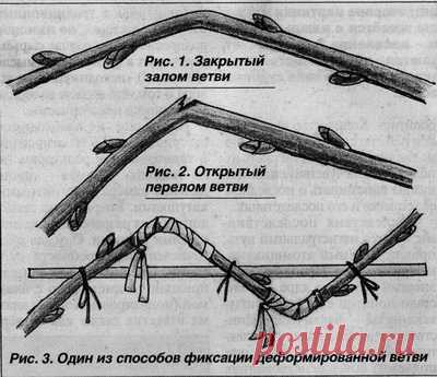 Как укоренить черенки яблони, груши, вишни и многих других плодовых и декоративных культур.