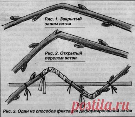 Как укоренить черенки яблони, груши, вишни и многих других плодовых и декоративных культур.