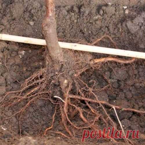 Где искать корневую шейку у деревьев