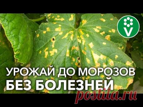 КАК Я СПАС ОГУРЦЫ ОТ ПЕРОНОСПОРОЗА без чудо-средств, а доступными продуктами