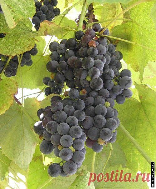Рецепт приготовления домашнего вина из винограда