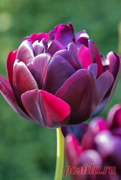 Double Tulip. | Flowers