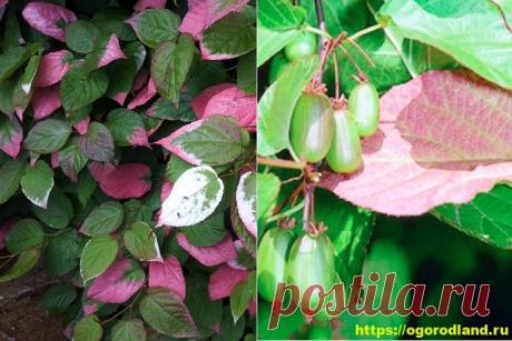 Актинидия коломикта в Сибири