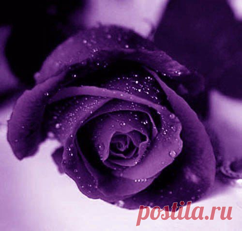 хх