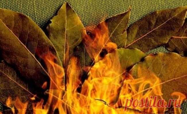 17 БОЛЕЗНЕЙ, КОТОРЫЕ ЛЕЧИТ ЛАВРОВЫЙ ЛИСТ