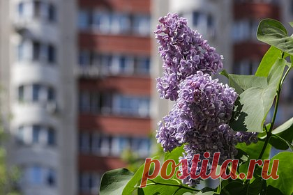 Россиян предупредили об уголовном наказании за сорванную сирень. Юрист Елена Кудерко рассказала, что сирень, как и многие другие зеленые насаждения, является не только элементом благоустройства, но и чьей-то собственностью. Желание сорвать красивый и ароматный букет может обернуться штрафом и даже уголовным делом. Эксперт напомнила, что растения могут принадлежать частному лицу.