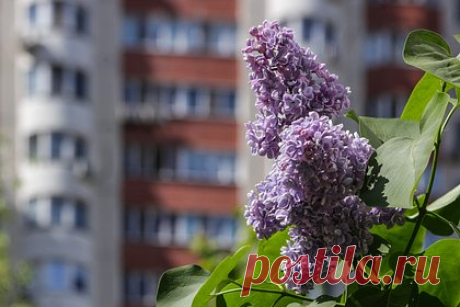 Россиян предупредили об уголовном наказании за сорванную сирень. Юрист Елена Кудерко рассказала, что сирень, как и многие другие зеленые насаждения, является не только элементом благоустройства, но и чьей-то собственностью. Желание сорвать красивый и ароматный букет может обернуться штрафом и даже уголовным делом. Эксперт напомнила, что растения могут принадлежать частному лицу.