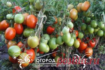 Томат Кечкемети 549, семена | ОГОРОД.сайт