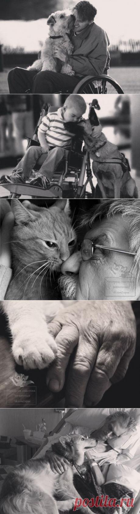 Ни одно животное не бросило человека по причине болезни или старости.