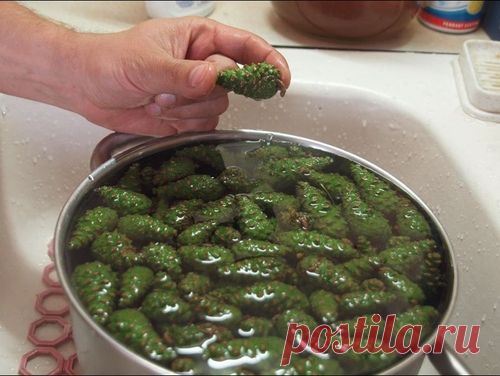 Варенье из сосновых шишек