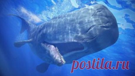 Рыцари морей: удивительные факты о кашалотах В последнее время их не балуют вниманием. Много говорится об умных, сообразительных и веселых дельфинах, о добродушных гигантах китах, а вот о благородных рыцарях морей, кашалотах, почему-то ни слова....
