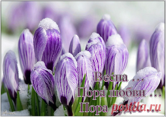 Доброе утро, скорее в окно посмотри,
И весны молодой великолепие узри,
Ты открой скорее сердце навстречу любви,
Ты ноздрями воздух теплый глубже втяни.
Пусть сегодня у тебя будет чудесный день,
Пусть вдохновляют ручьи и веселая капель,
Я хочу, чтобы люди тебе искренне улыбались,
И чтоб от этого дня лишь хорошие эмоции остались!