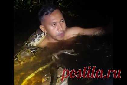 Шестиметровый питон напал на упавшего в воду мужчину и обвился вокруг его шеи