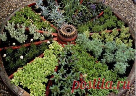 Сад с пряностями или как вырастить душистые травы | Домохозяйки