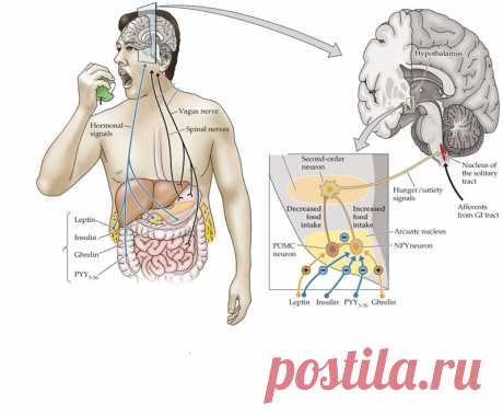 Мощное средство воздействия на метаболические процессы Голодание как медицинский метод подойдет не только 80 процентам населения с резистентностью к инсулину, но также всем остальным людям.