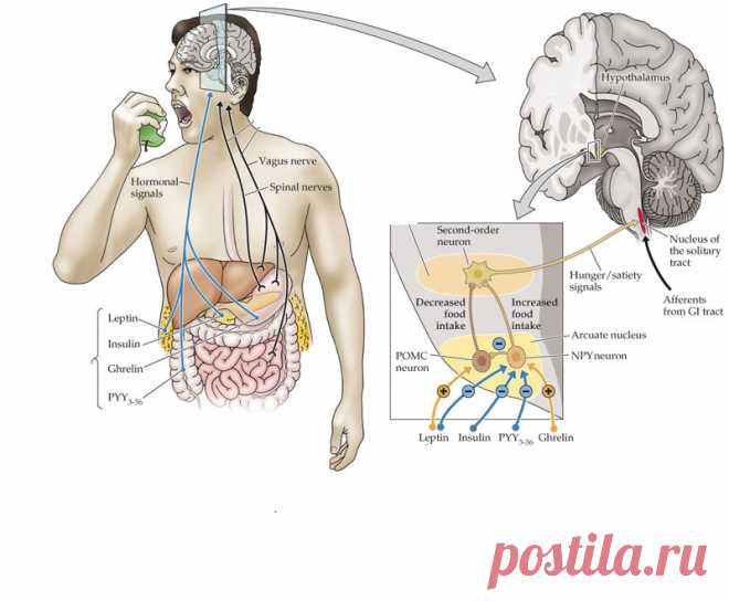 Мощное средство воздействия на метаболические процессы Голодание как медицинский метод подойдет не только 80 процентам населения с резистентностью к инсулину, но также всем остальным людям.