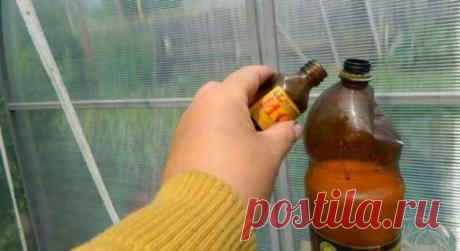 Вот как бороться с тлей, чтобы не навредить цветам: хитрости опытных садоводов — Домашние