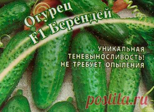 Сорт огурцов для балкона
