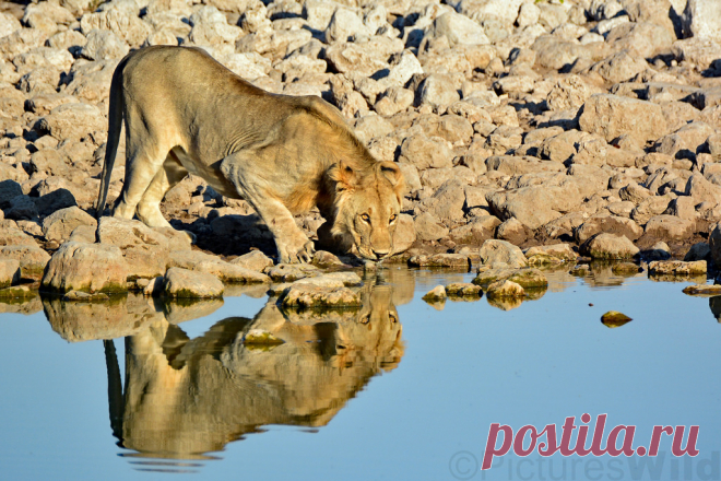 lion, pantera leo ~a Lion, Pantera leo, Leeu. Photographed in the wild, Okaukuejo, Etosha National Park, Namibia.  © All rights reserved. This and all other photographs  on this photostream are protected by copyright. This photograph may not be used by anyone, on any site, blog or forum, nor linked to without our written permission.