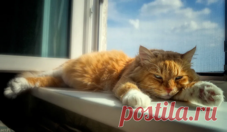 🐱Наступают теплые дни: чем опасна жара для кошек | Нос, хвост, лапы | Дзен