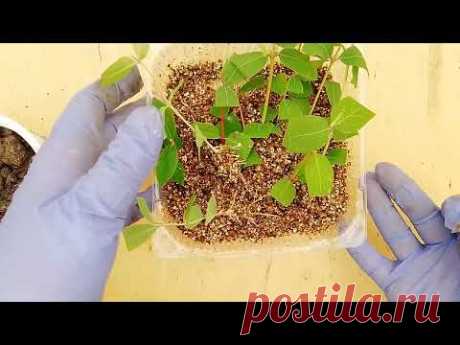 Легко размножаем жимолость за 2 недели.🌱