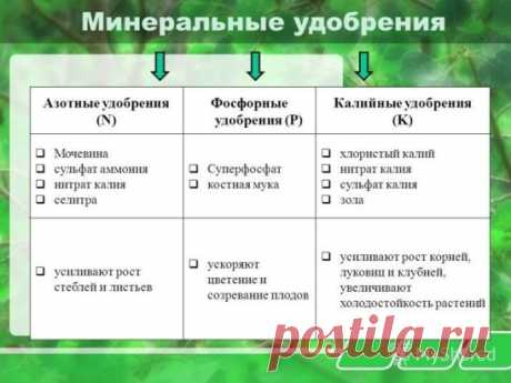 (49) Одноклассники