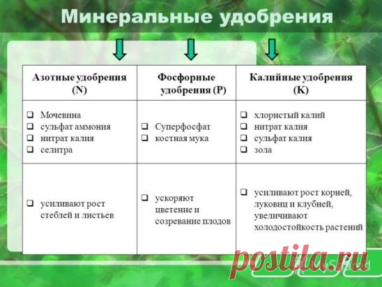 (49) Одноклассники