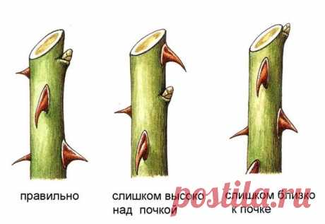 Укрытие и обрезка чайно-гибридных роз на зиму | АгроГном | Яндекс Дзен