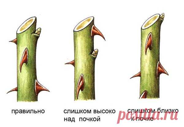 Укрытие и обрезка чайно-гибридных роз на зиму | АгроГном | Яндекс Дзен