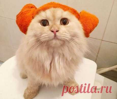 Очень пушистого котика приходится часто мыть, но он реагирует на это не так, как все кошки… Котика по кличке Мипо взяли из приюта в двухмесячном возрасте. Впоследствии выяснилось, что котёнок породы британский длинношерстный, что означает, что мех у него густой и тонкий, требующий особого ухода.