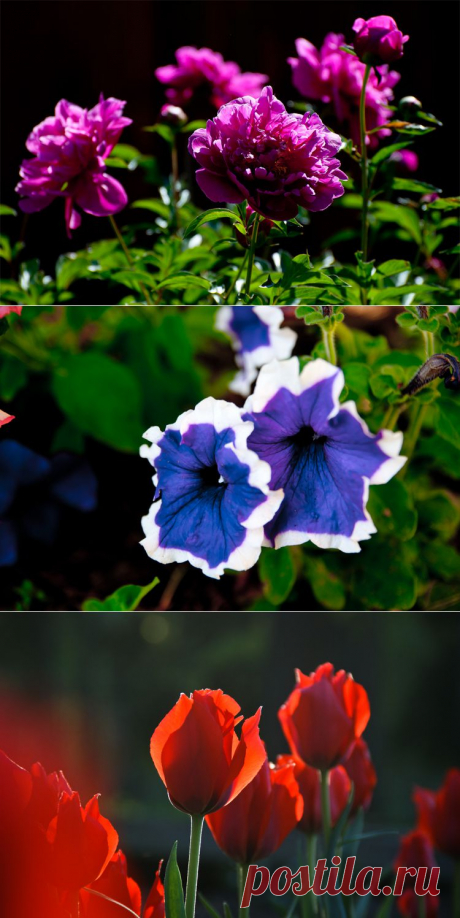 Фото цветов