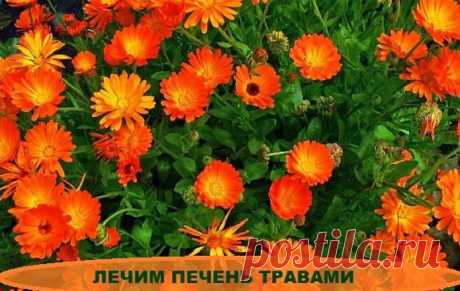 5 трав для лечения печени: забудете о боли!