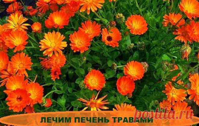 5 трав для лечения печени: забудете о боли!